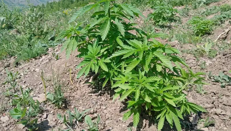 Bingöl'de Dev Operasyon: Kenevir ve Kaçak Tütün Ele Geçirildi