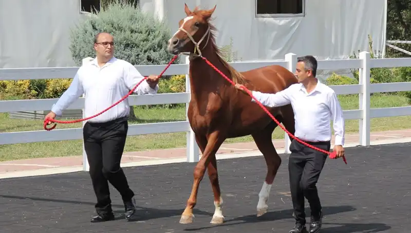 Taşkın Kral: Doğanın Gücünü Gösteren Rekor Sonbahar Felaketi