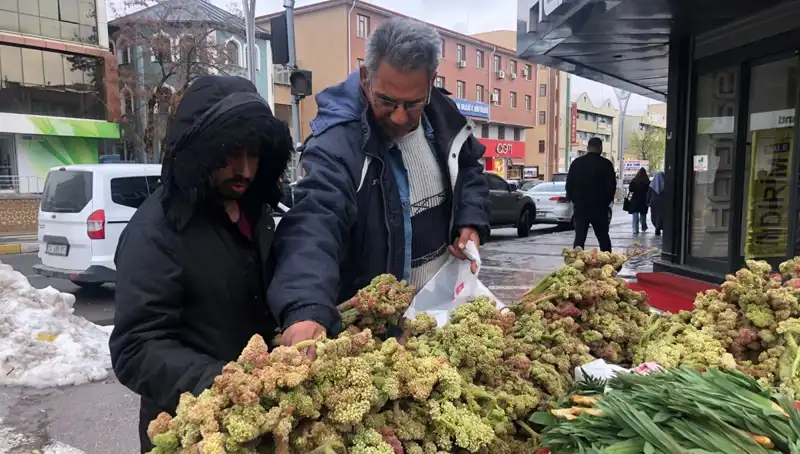 Kendiliğinden Yetişen Bu Bitki, Kanserle Mücadelede Yeni Umut Vadediyor