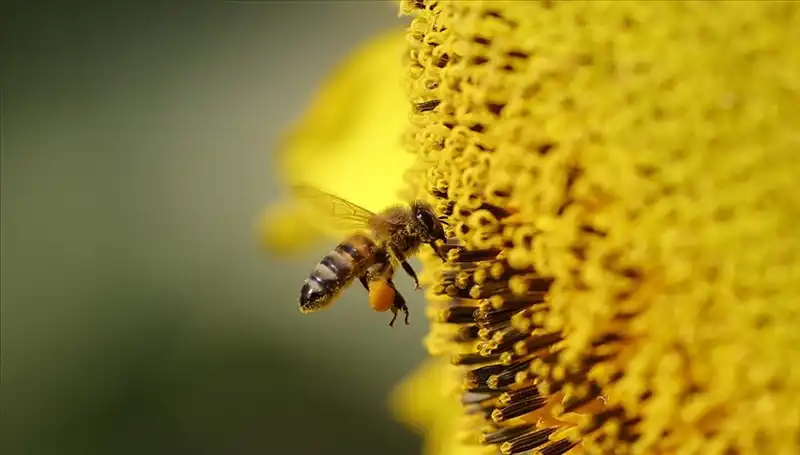 Kır Çiçeklerinde Aşırı Zehir Birikimi, Arı Ölümlerinin Nedenini Açıklıyor!