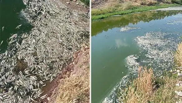 Karasu Çayı'ndaki Balık Ölümleri: Çevre Kirliliği mi, Doğal Bir Olay mı?