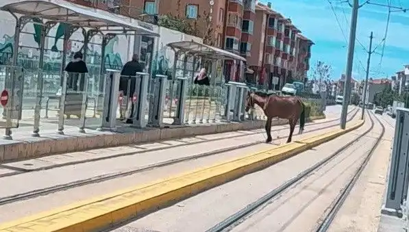 Eskişehir'de Tramvay Raylarında Gezen Başbaşıboş At Görüntüleri Sosyal Medyayı Salladı