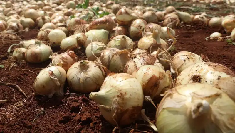 Hatay'da Soğan Hasadı Başladı: Rekolte Çiftçilerin Yüzünü Güldürüyor