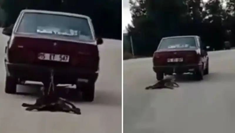 Otomobilin Arkasına Bağlı Köpek Kazada Hayatını Kaybetti