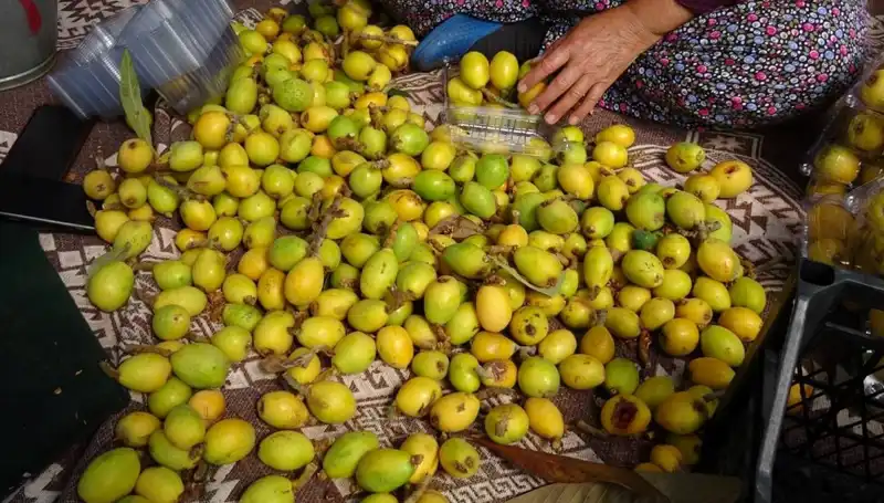 Muşmula Hasadı Başladı: Kilosu 150 TL ile Pazarları Sarsmaya Hazır