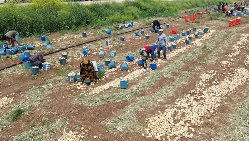 Soğan Hasadı Başladı: Kullanıcılar Fırsatlarla Dolu Pazarları Bekliyor