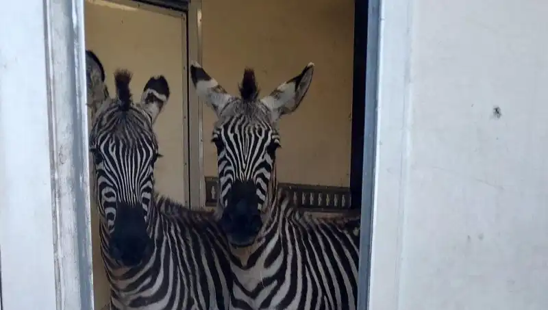 Sınırda Durdurulan Minibüste Şaşırtan Sıra Dışı Yolcular: 2 Zebra ve Daha Fazlası
