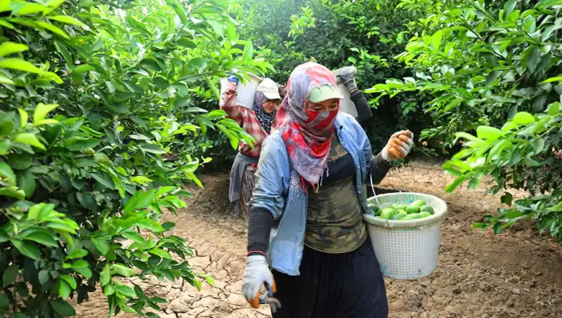 Marketlerdeki Patates Fiyatları Rüzgar Gibi Değişiyor: Hasat Başladı