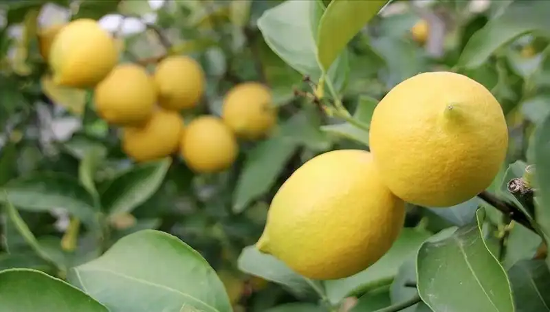 Limonun Fiyatı 24 TL'ye Ulaştı: Tüketiciler İsyanda!