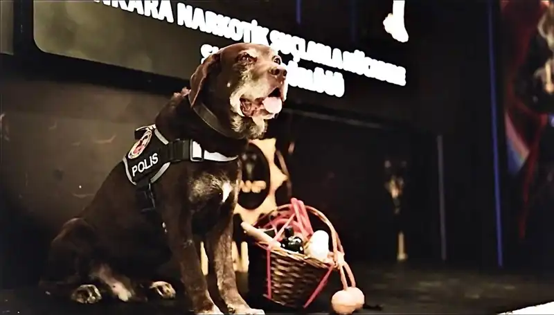 Narkotik Köpeği 'Toma' 11 Yıl Sonra Emekli Oldu: Ankara'nın Kahramanı