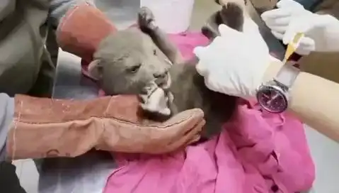 Karabük'te Yavru Bozayı Bulundu: Doğanın Eşsiz Güzelliği