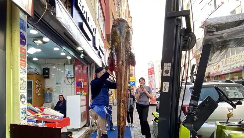 Meriç Nehri'nde 3 Metre Uzunluğunda Dev Balık Yakalandı!