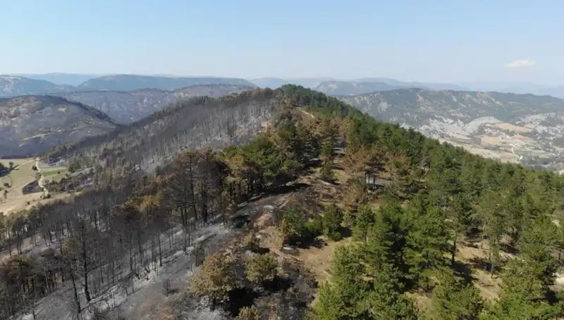 Bolu'da 5 Milyondan Fazla Fidan Toprakla Buluşuyor: Doğa İçin Büyük Adım