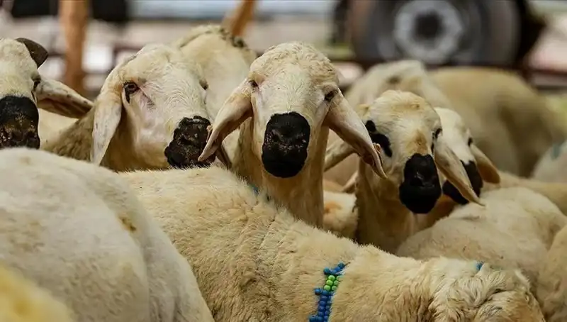Kurban Bayramı 2025: Kurban Kesmek Farz mı, Neler Bilinmeli?