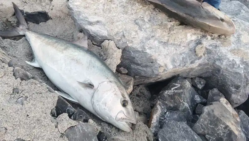 Balık Tutma Keyfiyeti: 65 Kiloluk Dev Karpuzun Hikayesi