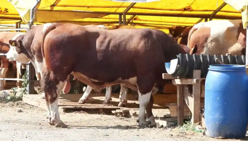 Kurban Pazarlarında Bu Yıl Farklı Bir Hareketlilik Göze Çarpıyor