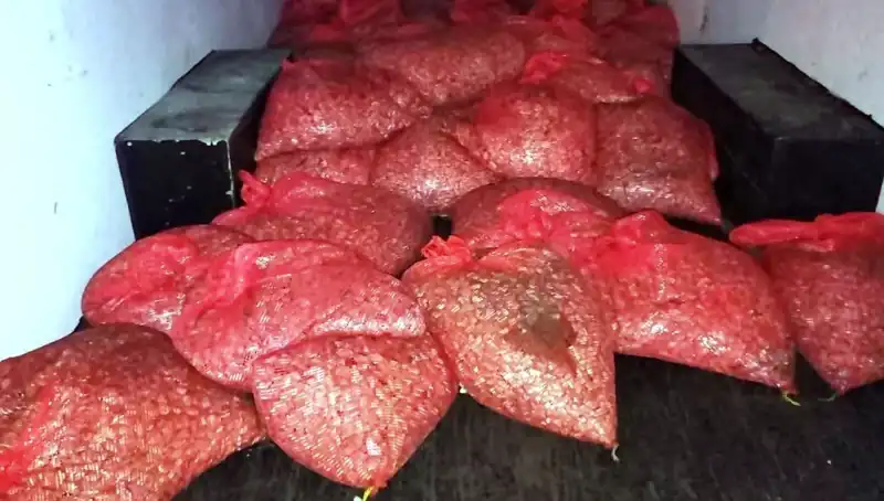 Samsun'da 1,5 Ton Kaçak Midye Operasyonu: Detaylar Ortaya Çıktı
