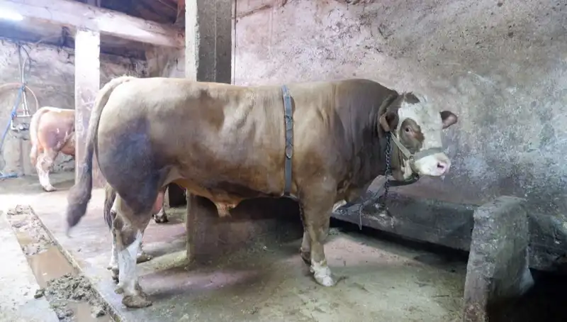Tam 1 Ton 200 Kilo! Dünyanın En Pahalı Ürünü Alıcısını Buldu