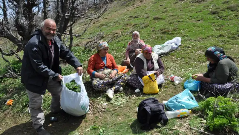 Yürüyüşle Geçim Sağlayan Aileler: Kilosu 250 Lira Olan Fıstıkların Peşinde