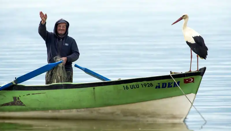 Yaren Leylek Ülkemizi Tercih Etti mi? İşte Gerçekler!