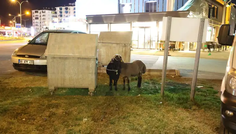 Mor Karaman Koyunları Yol Kenarına Terk Edildi: Hayvanseverlerin Tepkisi