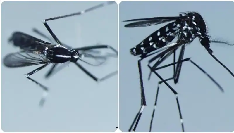 Chikungunya Virüsü Tehlikesi: Hangi Ülkelerde Görülüyor ve Belirtileri Neler?