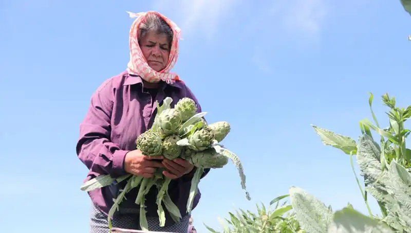 Tarladan Sofralara: 50 TL’ye Tezgahlardaki Taze Sebzeler