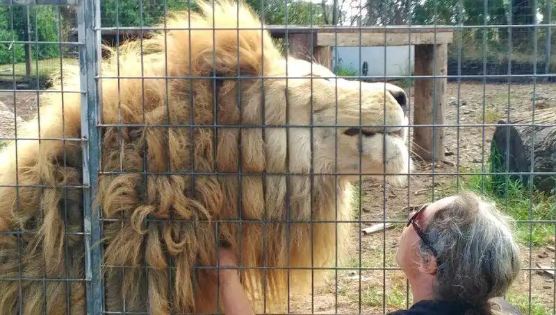 Avustralya'da Aslan Saldırısı: Kafeste Yaşanan Olay Şok Yarattı