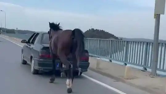 Adana'da Bir Kişi, Ata Eziyet Ettiği Gerekçesiyle Tutuklandı