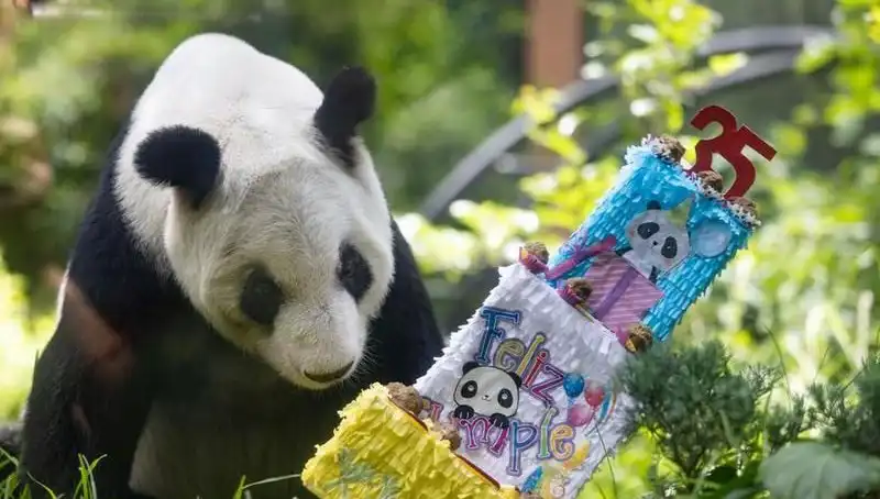 Dev Panda Xin Xin 35. Yaşını Kutladı: Hayvanseverler Onu Unutmadı!