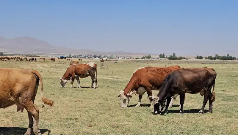 Arin Gölü'nün Kuruması: Su Krizi Tüm Bölgede Etkisini Gösteriyor
