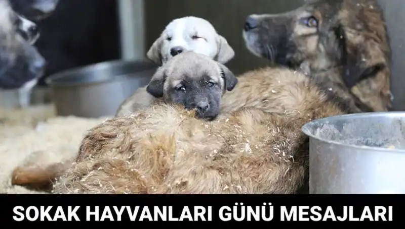 Dünya Sokak Hayvanları Günü 2023: Hayvanlara Dikkat Çekme Zamanı