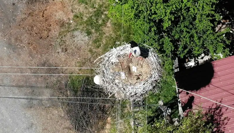 Baharın Müjdecisi: 22 Yıldır Aynı Yuvada Kalan Kuşun Hikayesi