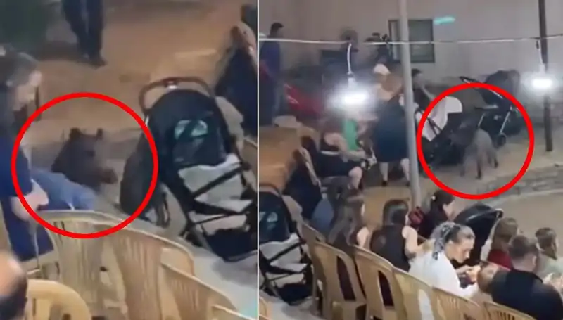 Yaban Domuzu Düğün Davetinde Kaosa Neden Oldu, Misafirler Şok Oldu!