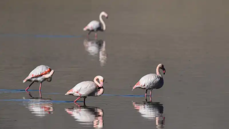 Kuraklık Kuş Cennetini Vurdu: Flamingo Nüfusu Kritik Düzeyde Azaldı!