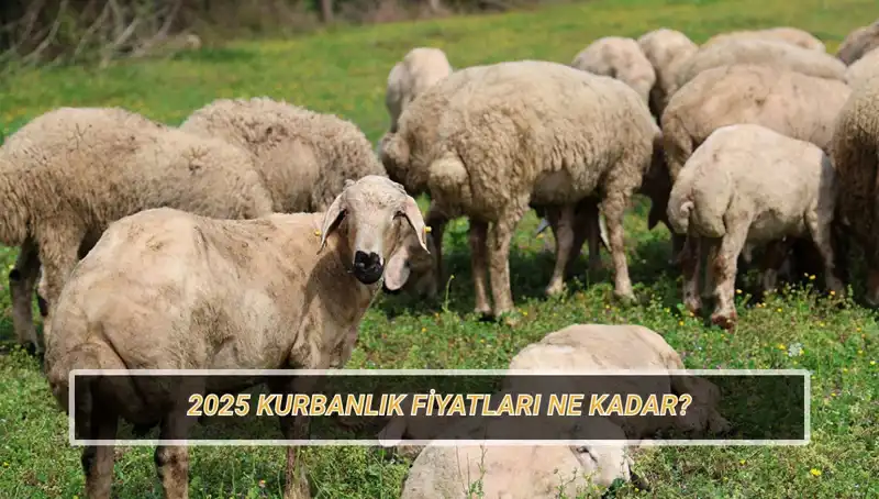 2025 Kurbanlık Fiyatları: Büyükbaş ve Küçükbaş Kurbanlıkların Hesapları