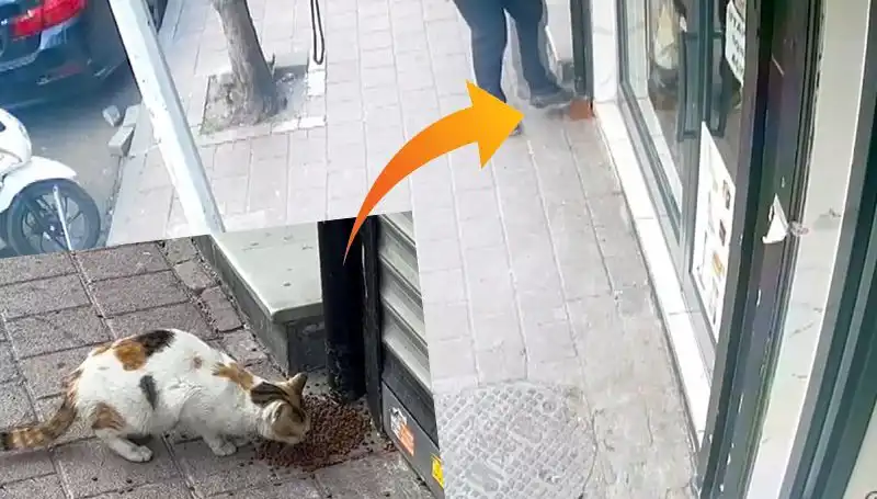 Kediler, Kahvaltıda Mamalara El Koydu: Kaçış Planları Başarılı mı?